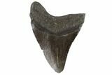 Juvenile Megalodon Tooth - Georgia #90753-1